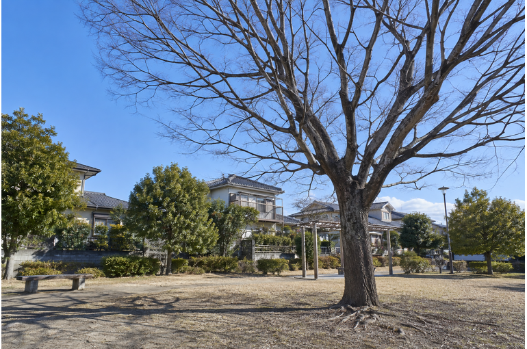 冬の散歩で、枝の形を見る。